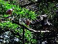 gal/holiday/Brazil 2005 - Foz do Iguacu Birds Sanctuary/_thb_Bird_Sanctuary_Iguacu_DSC07158.jpg